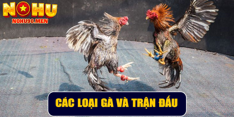 Các loại gà và trận đấu