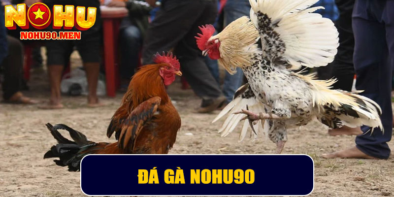 Đá Gà NOHU90 – Trải nghiệm đỉnh cao cho anh em đam mê cá cược