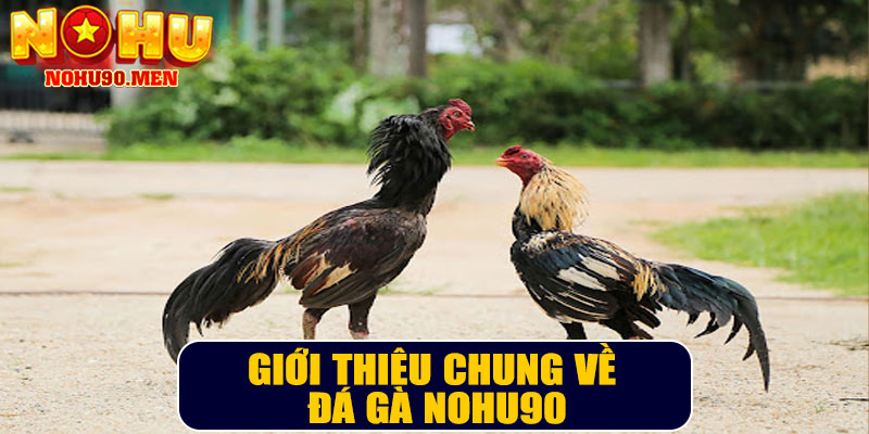 Giới thiệu chung về đá gà NOHU90