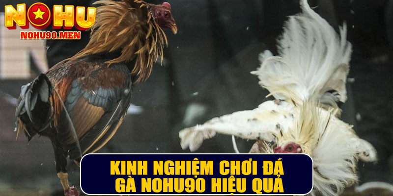 Kinh nghiệm chơi đá gà NOHU90 hiệu quả